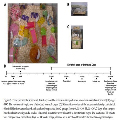 Environmental Enrichment Enhances Ca V Channel Mediated Presynaptic