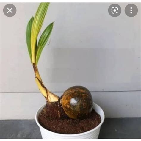 Jual Bonsai Kelapa Bahan Bonsai Kelapa Gading Kuning Shopee Indonesia