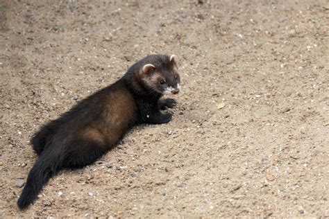 Young European Polecat 7026058 Stock Photo at Vecteezy