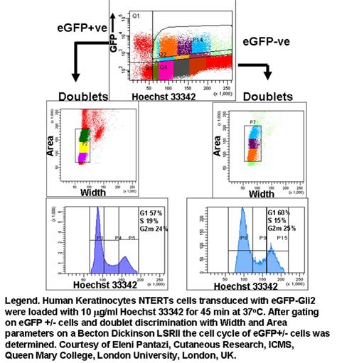 Gfp And Cell Cycle Analysis Flow Cytometry Core Facility