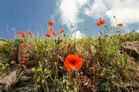 Spring in Italy. Poppy Flowering. Stock Image - Image of beautiful ...