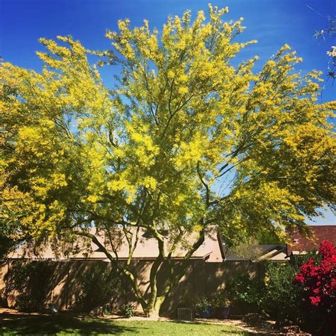 Desert Museum Palo Verde Tree Is In Full Bloom And Holding Court Over