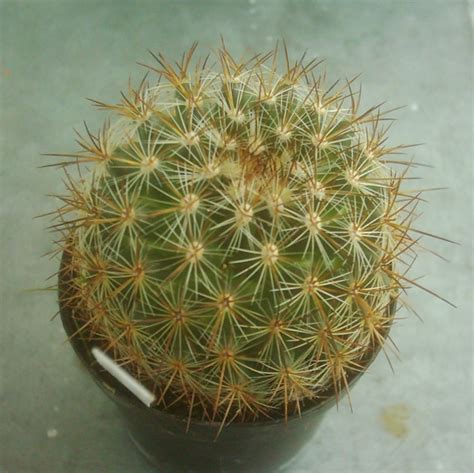 Mammillaria discolor v. longispina
