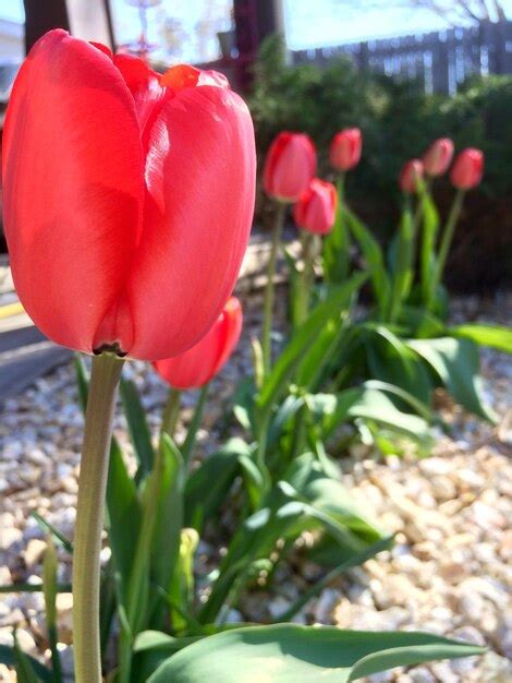 Premium Photo Close Up Of Red Tulips Blooming In Park