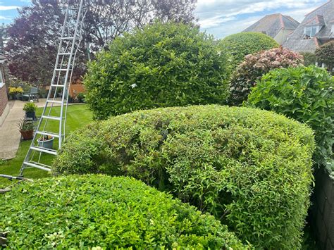 Hedge Trimming Removal Service In Weymouth Dorchester Portland Dorset