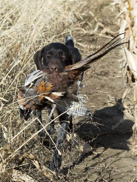 Hunting Dog with a Pheasant — Stock Photo © schlag #36687525