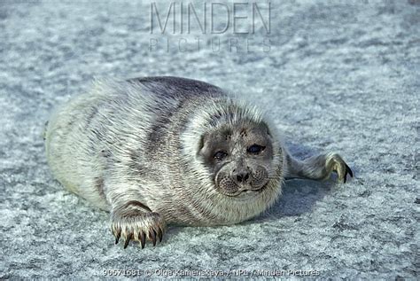 Baikal Seal Stock Photo Minden Pictures