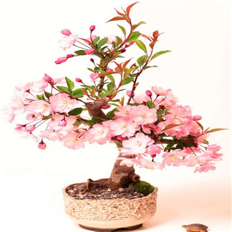 Aprender Sobre Imagem Bonsai De Cerejeira Japonesa Br