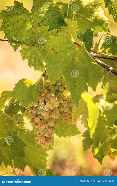 Tuscan grapes stock image. Image of grapes, natural, harvest - 71682587