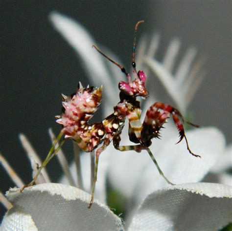 Spiny Flower Mantis (P. wahlbergii) for sale at PanTerra Pets