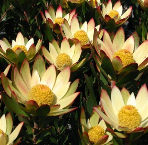 Leucadendron Harvest Guildford Garden Centre