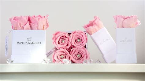 Landgard Veredelt Sophias Secret Rosenboxen Gabotde