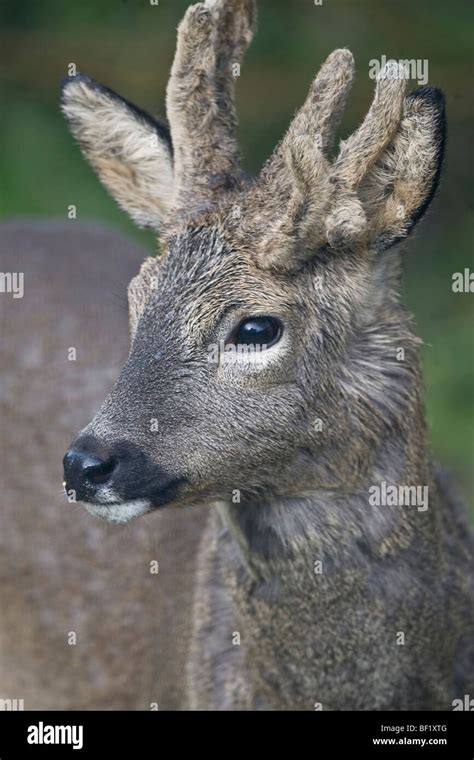 Roe Deer Portrait Close Up Of Head Shot Stock Photo Alamy