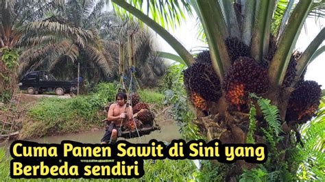 Panen Sawit Di Lokasi Rawa Penuh Tantangan YouTube