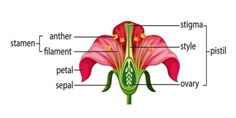 The Structure and Functions of Pistil. An Overview