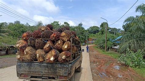 Dampak Pasokan Sawit Sepi Dua PKS Di Bengkulu Tengah Kompak Turunkan