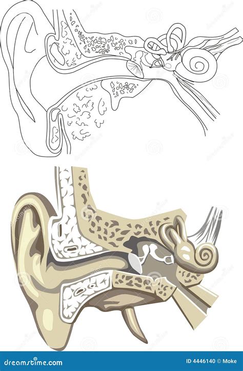 Anatomia Dell Orecchio Illustrazione Vettoriale Illustrazione Di