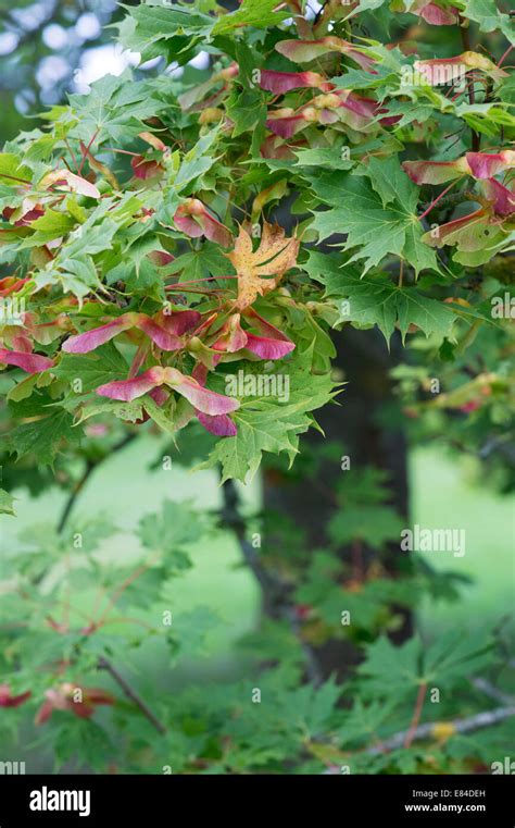 Maple Tree Seed Pods