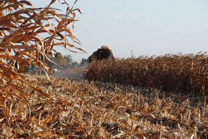 Coopermota Sempre Ao Lado Do Agricultor Milho Colheita Da Safra