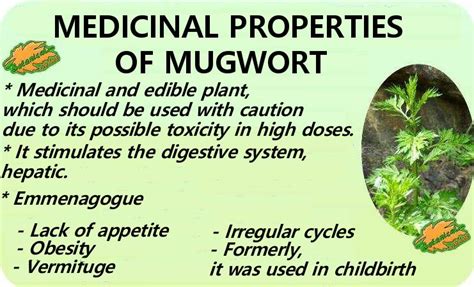 Mugwort Properties Botanical Online