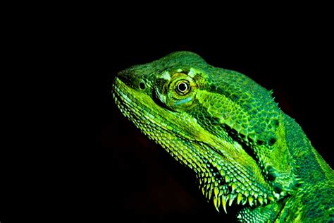 Download Dragon Lizard Royalty Free Stock Photo and Image