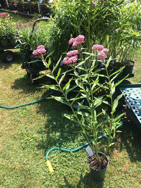 Asclepias Incarnata ‘cinderella Swamp Milkweed Catskill Native