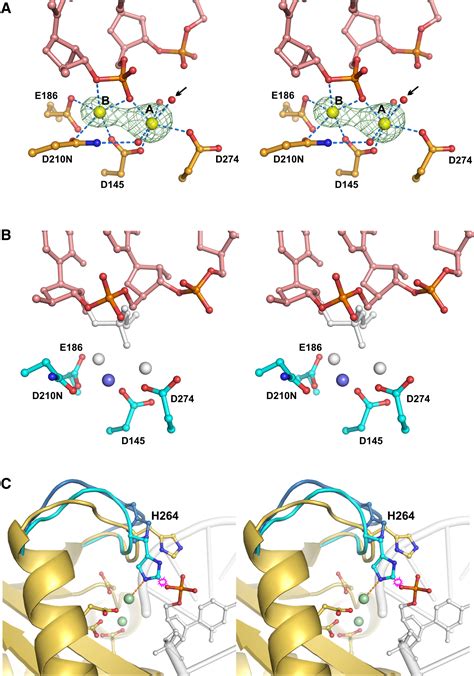 Structure Of Human Rnase H Complexed With An Rna Dna Hybrid Insight