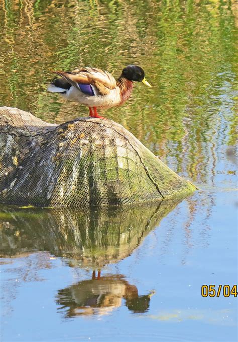 Ballona Freshwater Marsh Mallard 4705 Mallard Reflection Pekabo