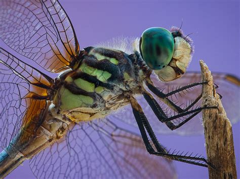 Green Darter – Fort Worth Camera Club