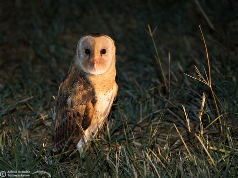 Eastern Grass Owl Tyto Longimembris Alfred Schulte