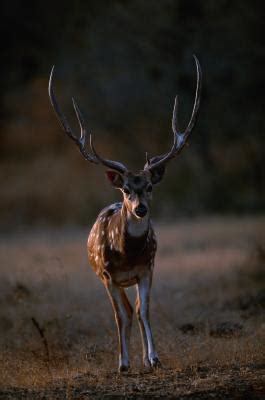 The Anatomy of Deer Antlers | Education - Seattle PI