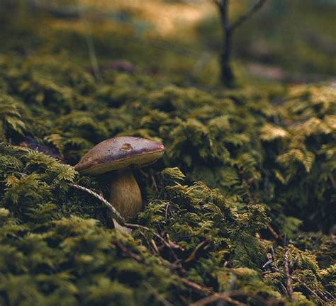 Goblincore Aesthetic Why We Have Fallen In Love With Mushrooms