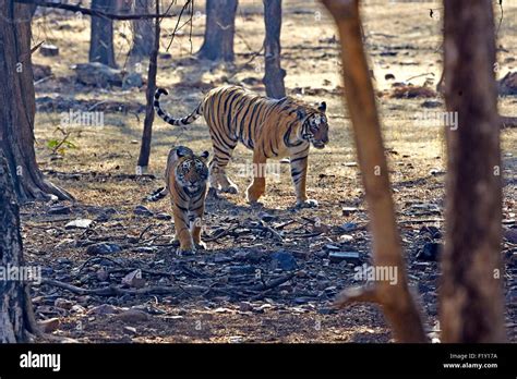 India Rajasthan State Ranthambore National Park Bengal Tiger Panthera Tigris Tigris Adult