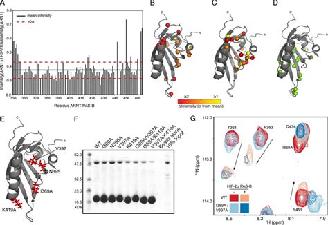 Mapping The Coiled Coil Interaction Interface On ARNT PAS B A