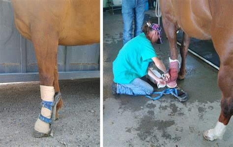 Tendon Injuries Butler Professional Farrier Schools