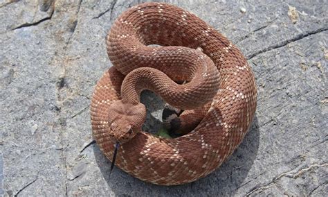 Discover The 12 Types Of Rattlesnakes In California Imp World