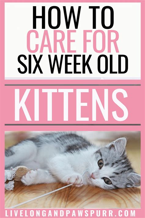 The Complete Guide To 6 Week Old Kittens Live Long And Pawspurr