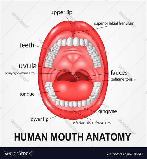 Human mouth anatomy open with explaining Vector Image