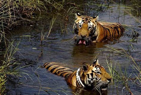 Photo Gallery of Wildlife in Uttarakhand | IndianHoliday.com