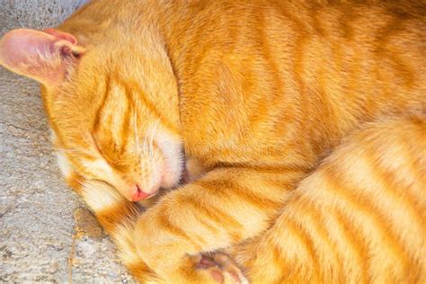 El Gato Rojo Que Dorm A En La Calle Linda Se Encresp Para Arriba En