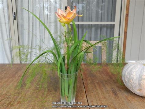 Daylily Floral Arrangements - Garden.org