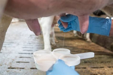 Bovine Mastitis A Worldwide Disease Dairy Sector Animal Production