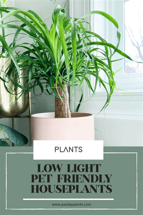 14 Low Light Cats & Pet Friendly Houseplants (+5 To Stay Away From ...