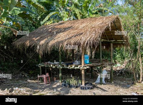 Shed In Tropical Nature A Shelter Surrounded By Green Palm Trees In