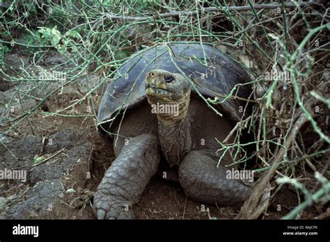 Galapagos Islands Giant Tortoise Geochelone Elephantopus Adult In