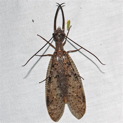 Eastern Dobsonfly Corydalus Cornutus Bugguidenet