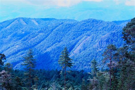 El bosque es el corazón de Ixtlán la historia de la comunidad que