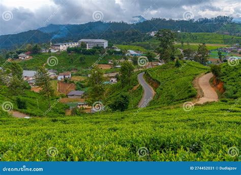 Pedro Tea Estate at Nuwara Eliya, Sri Lanka Stock Image - Image of ...