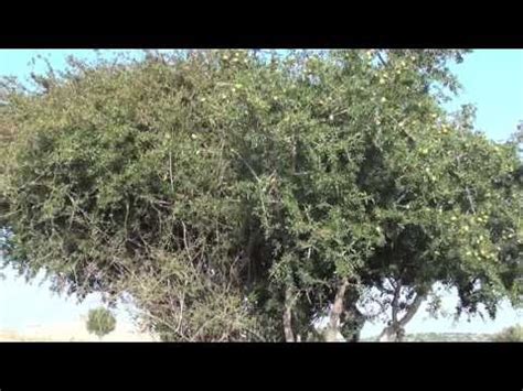 Марокко. Как делают аргановое масло или масло арганы. ARGAN OIL ...