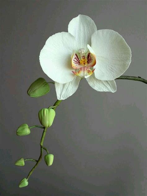 Gum Paste Orchid This One Is Beautiful A Wisp Of This Across The